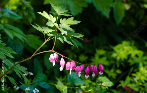 pink and white flowers