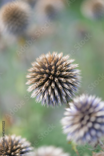 close up of a thistle