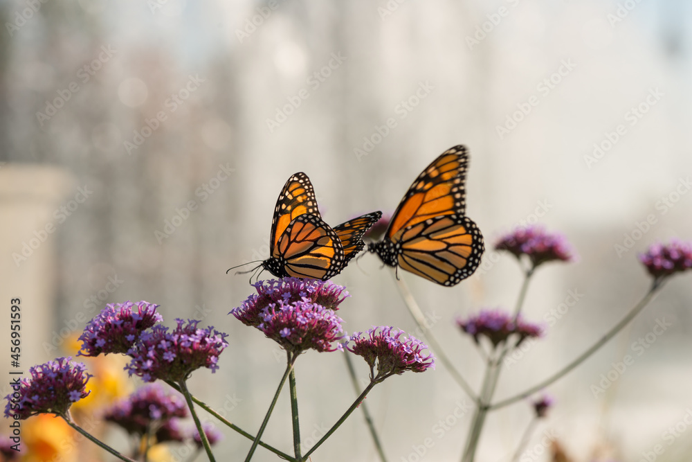 Obraz premium butterfly on flower