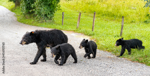 Obraz na plátne Female Black Bear and cubs walking in summer shower at Cades Cove in Smokey Mountain National Park in Townsend Tennessee