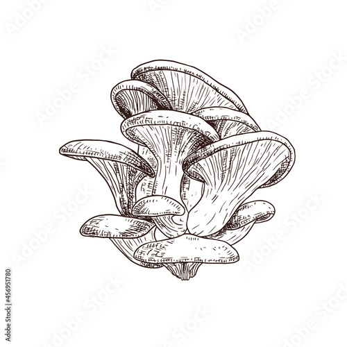 Hand drawn oyster mushrooms. Isolated sketch on white background. Vector illustration.