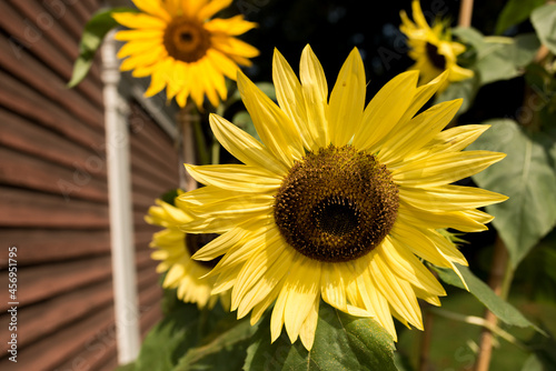 sunflower in the garden