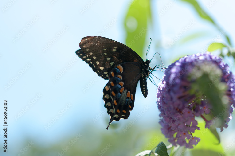 female Papilio polyxenes, or (eastern) black swallowtail on a Buddleja davidii or butterfly bush female Papilio polyxenes, or (eastern) black swallowtail on a Buddleja davidii or butterfly bush