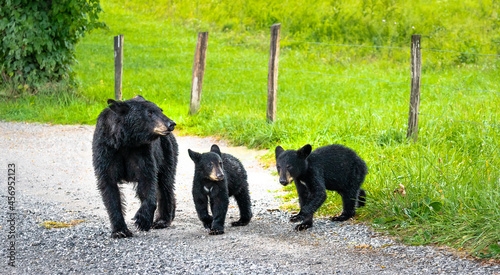 Female Black Bear and cubs walking in summer shower at Cades Cove in Smokey Mountain National Park in Townsend Tennessee.