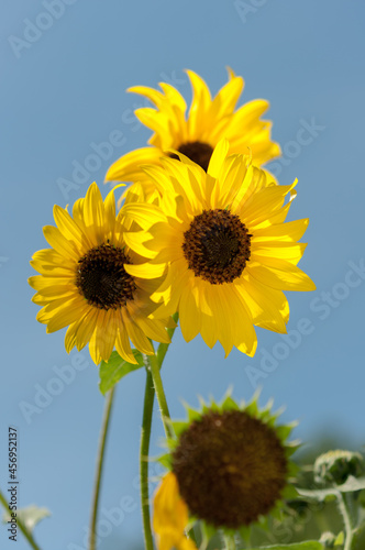 sunflower in the field