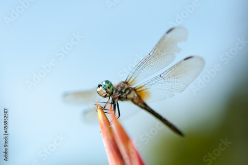 close up of a dragonfly © eugen