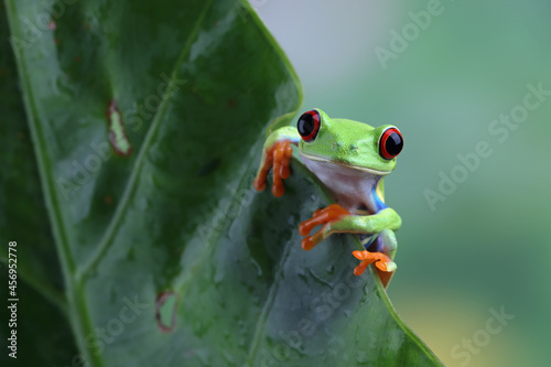 Rd-eyed tree frog (Agalychnis callidryas) closeup © kuritafsheen