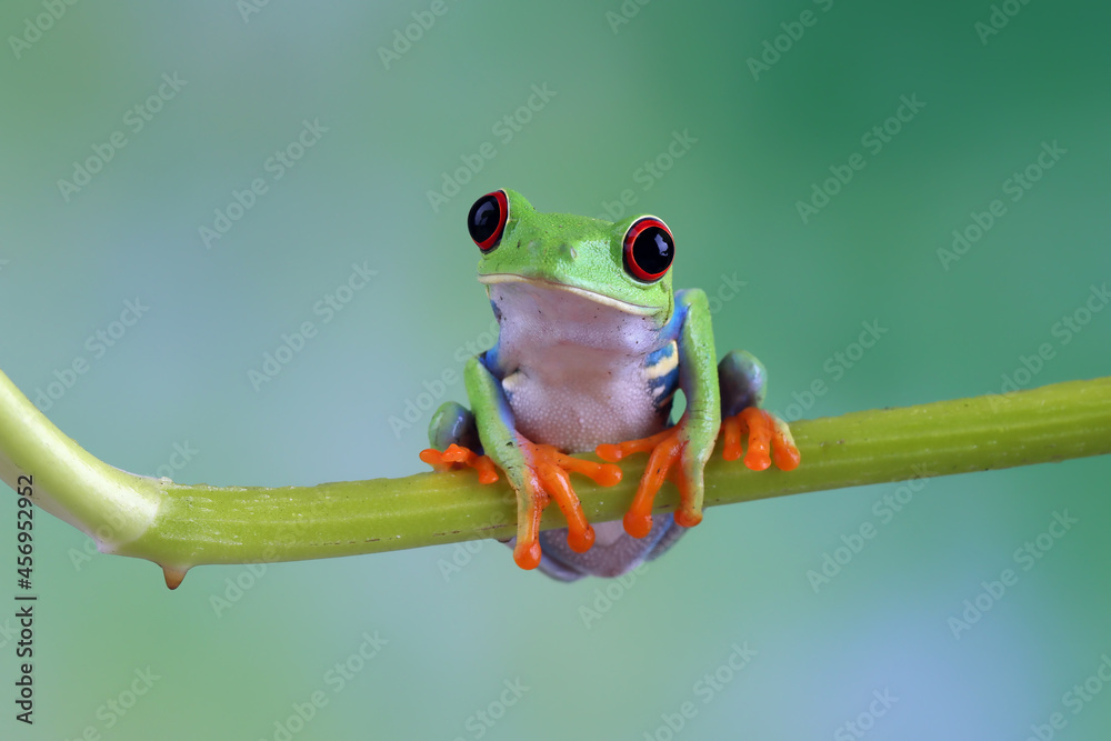 Obraz premium Rd-eyed tree frog (Agalychnis callidryas) closeup