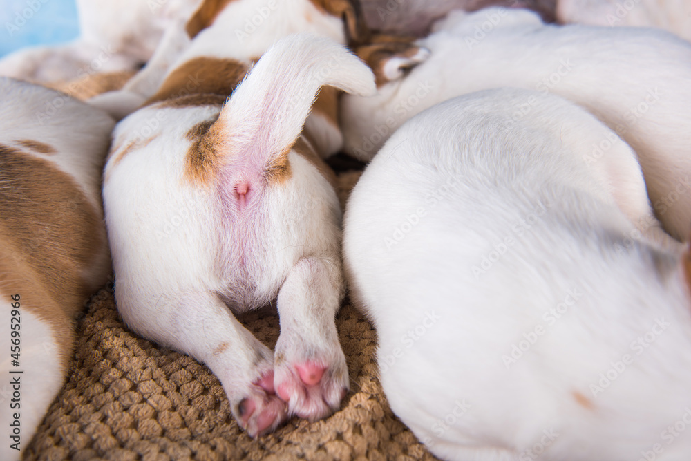 Jack Russell terrier puppies sleep sweetly on a soft bed Jack Russell terrier puppies sleep sweetly on a soft bed