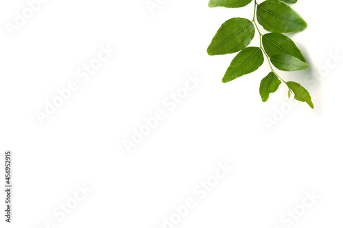 jujube branch isolated on white background