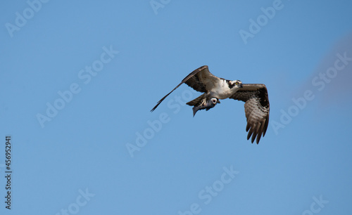 Osprey with catch of the day