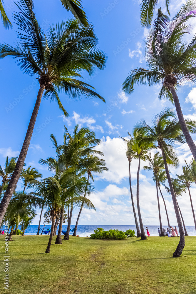 Sous les cocotiers de Grand’Anse, île de La Réunion Sous les cocotiers de Grand’Anse, île de La Réunion