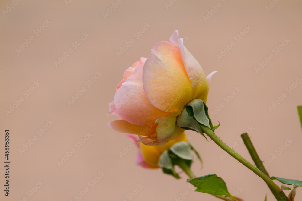 Peach rose with peach background. Orange and yellow rose close view. Peach rose with peach background. Orange and yellow rose close view.
