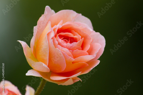 Peach rose close view. Orange rose flower. Peach rose blossom.