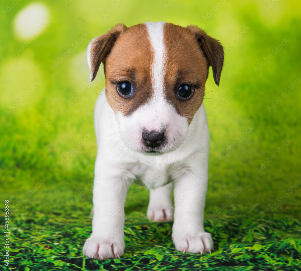 Jack Russell Terrier puppy dog on a green background