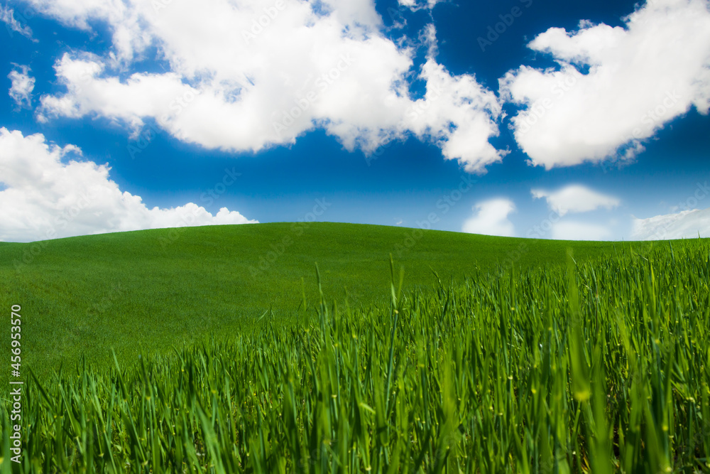Wavy green meadow on the hill, blue sky with clouds