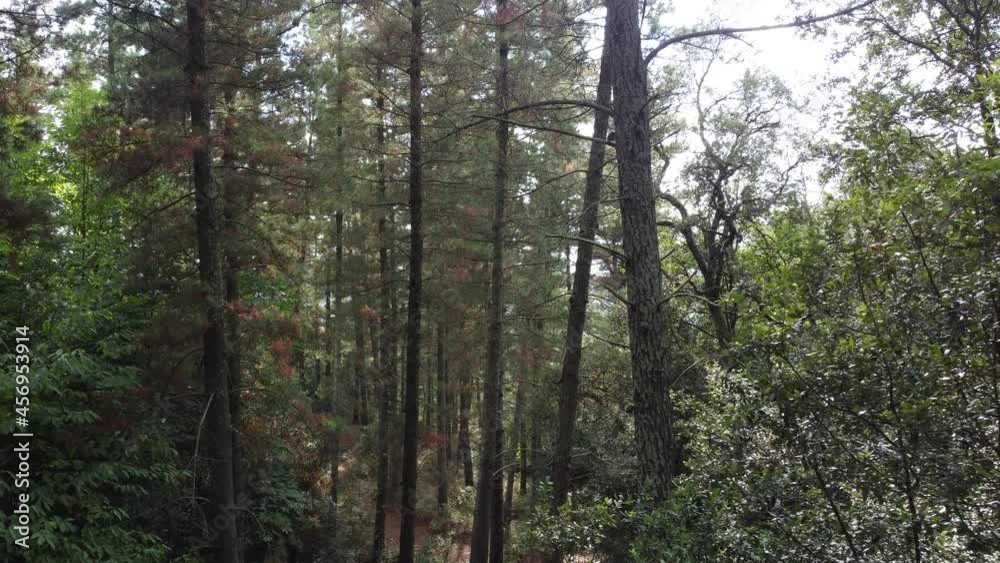 View through trees in a forest, drone backwards View through trees in a forest, drone backwards