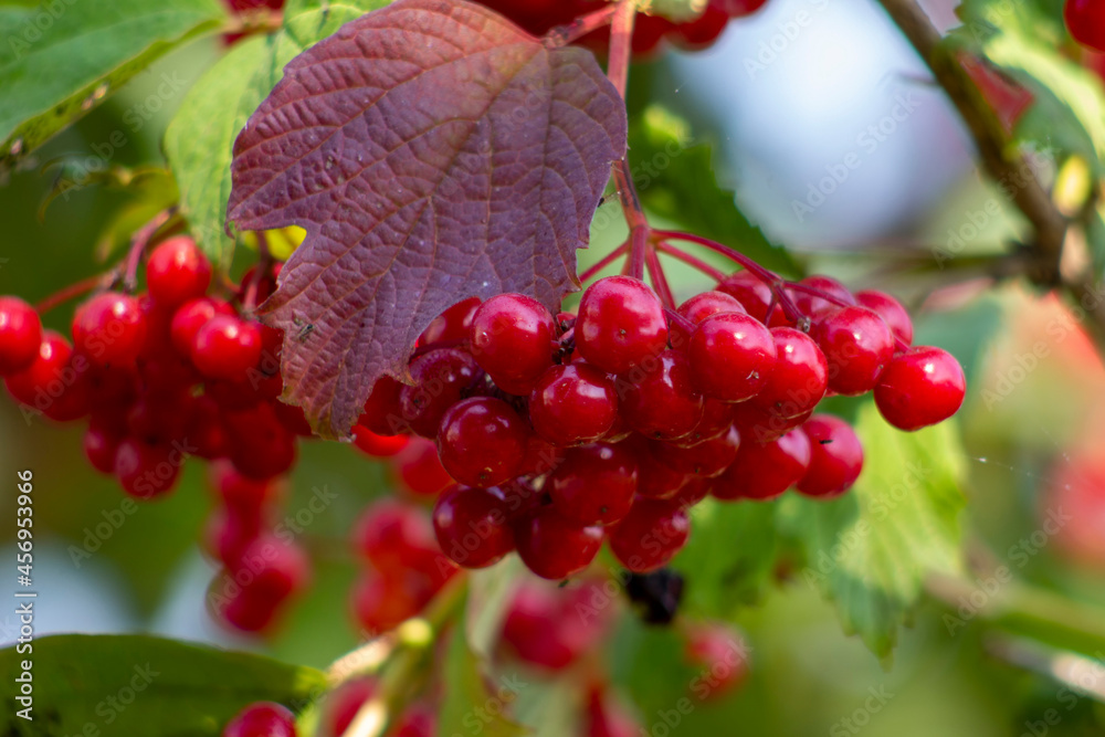 Bunch of red viburnum on a branch. Blurred background. Bunch of red viburnum on a branch. Blurred background.