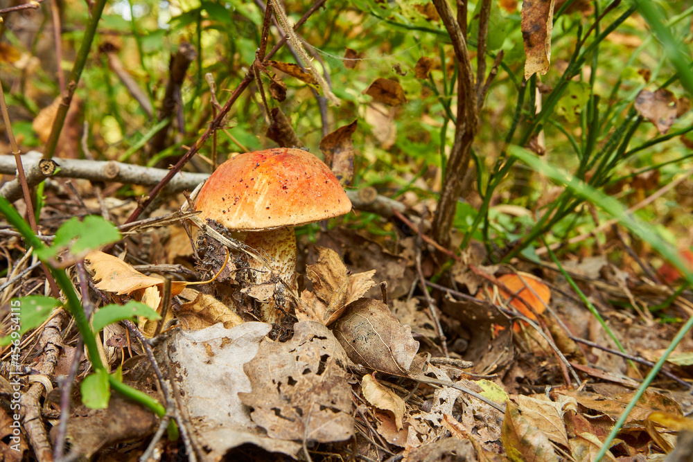 Leccinum versipelle, orange birch bolete, mushroom, edible mushroom, food, mushroom in the forest Leccinum versipelle, orange birch bolete, mushroom, edible mushroom, food, mushroom in the forest