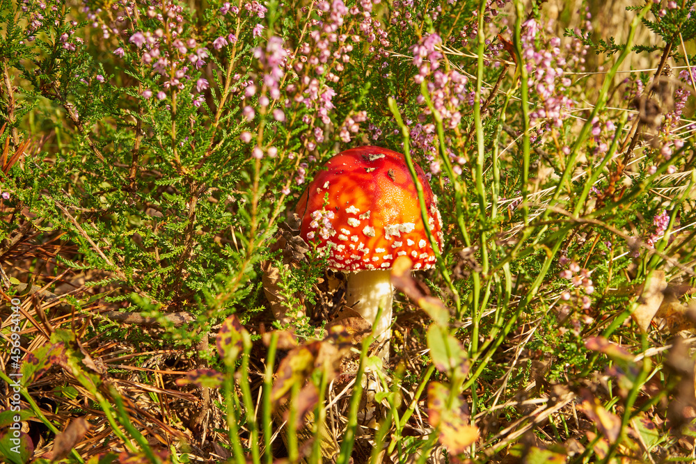 Amanita muscaria, fly agaric, fly amanita, mushroom, poisonous mushroom, mushroom in the forest Amanita muscaria, fly agaric, fly amanita, mushroom, poisonous mushroom, mushroom in the forest