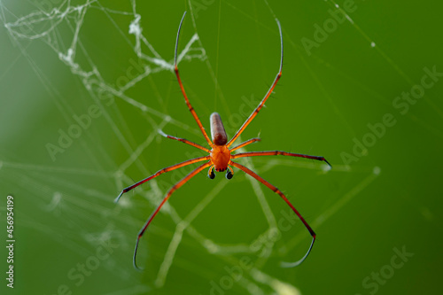 male giant wood spider