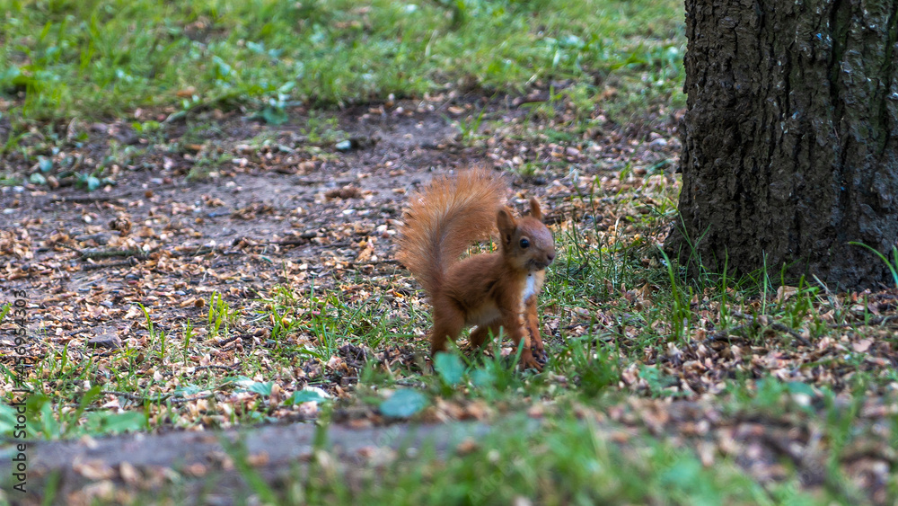 Cute little Eurasian red squirrel standing on a green forest lawn, close-up. Summer landscape. Animal concept. Cute little Eurasian red squirrel standing on a green forest lawn, close-up. Summer landscape. Animal concept.