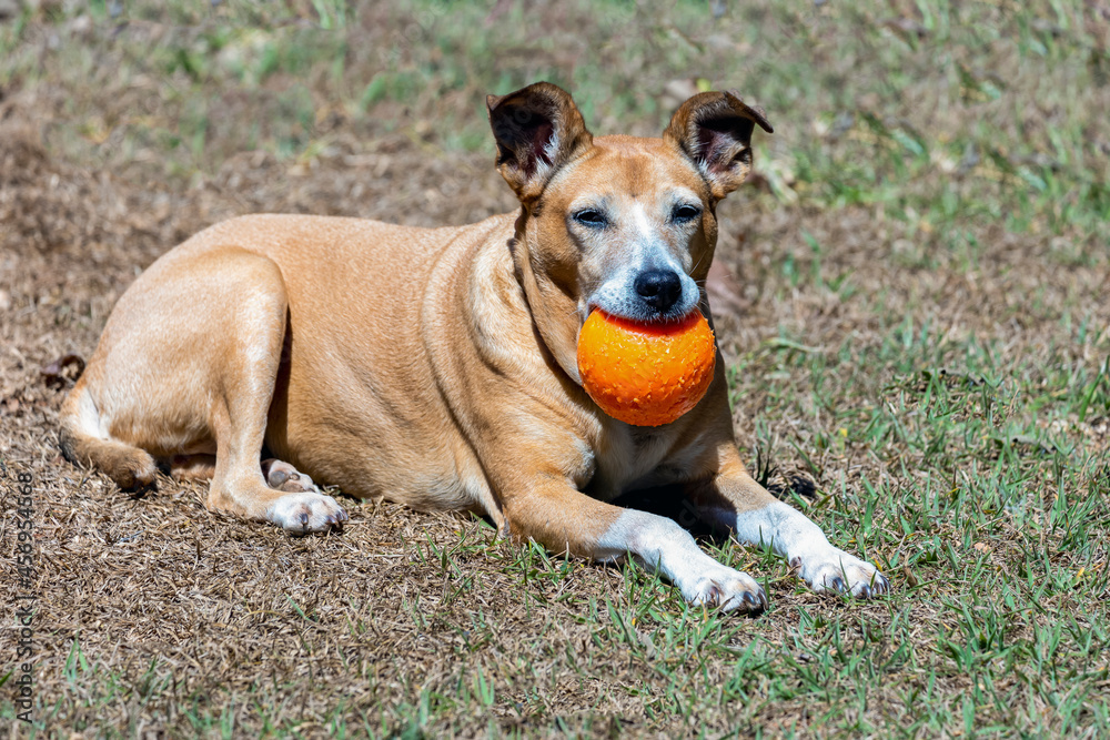 A beautiful senior female dog taking a morning sunbath with her orange ball. Respect for animals. Animal world. Pet lover. Dog lover.