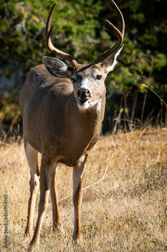 Fototapeta Naklejka Na Ścianę i Meble -  Buck Mule Deer 