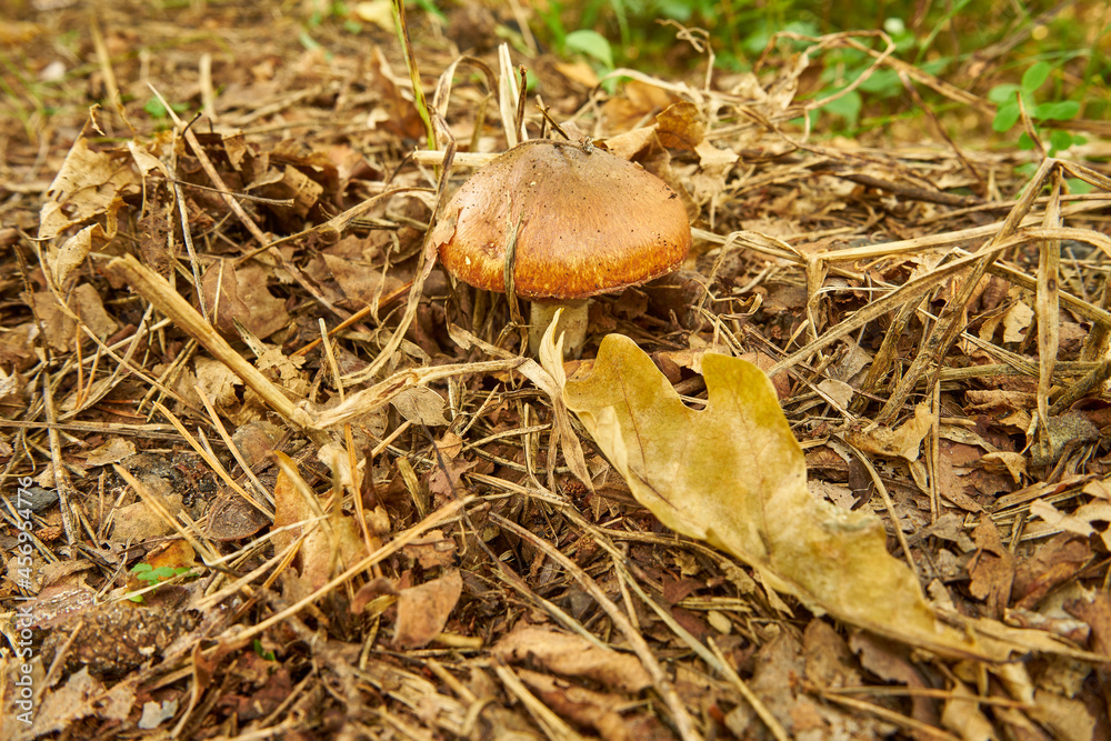 Suillus luteus, slippery jack, mushroom, edible mushroom, food, mushroom in the forest Suillus luteus, slippery jack, mushroom, edible mushroom, food, mushroom in the forest