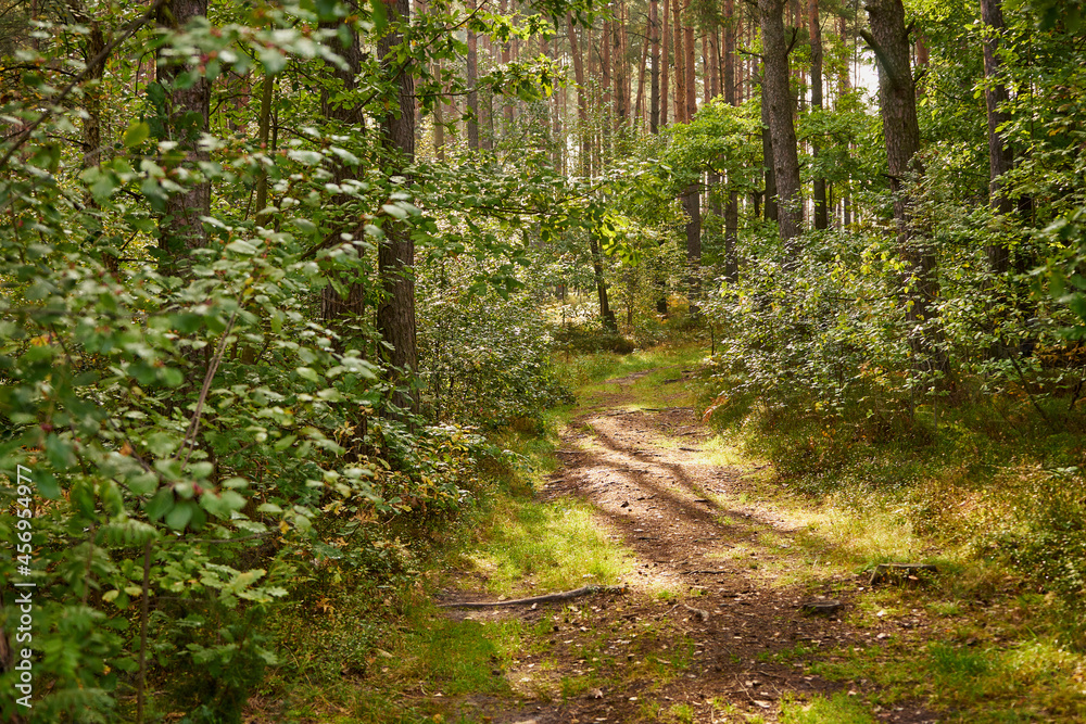 Fototapeta premium forest road, road, forest, trees,path, forest path