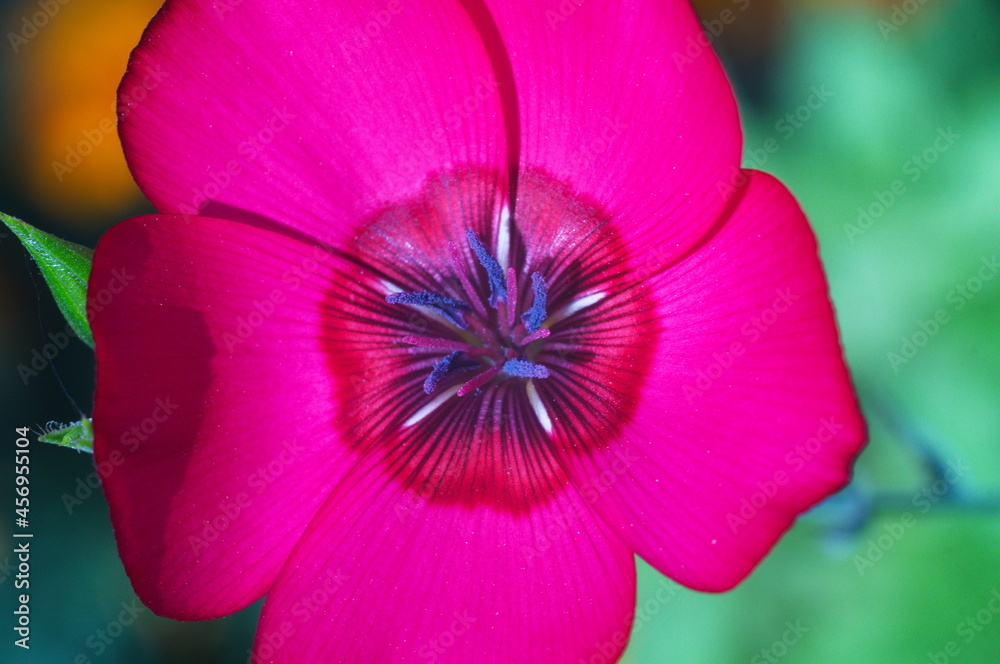 a scarlet flower with five petals