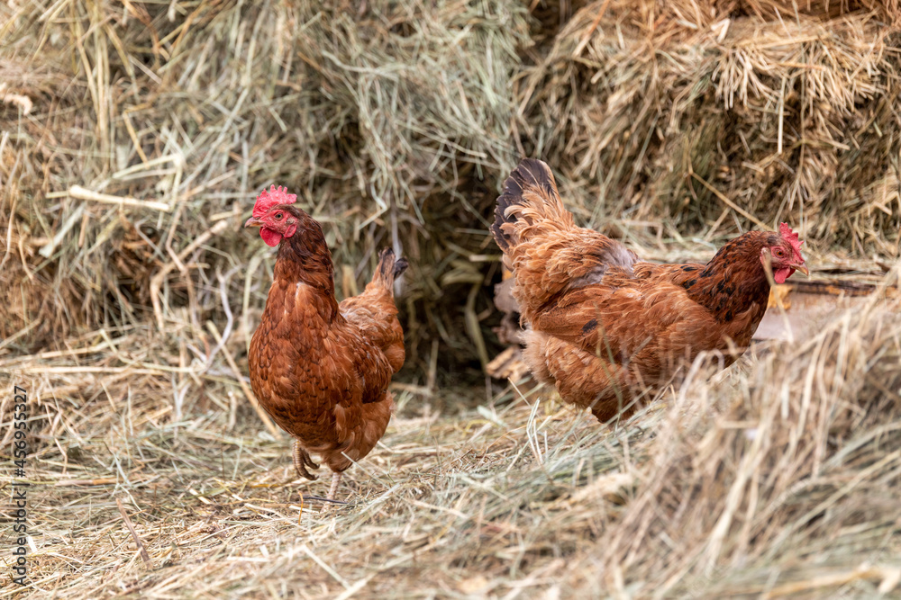 Fototapeta premium chickens