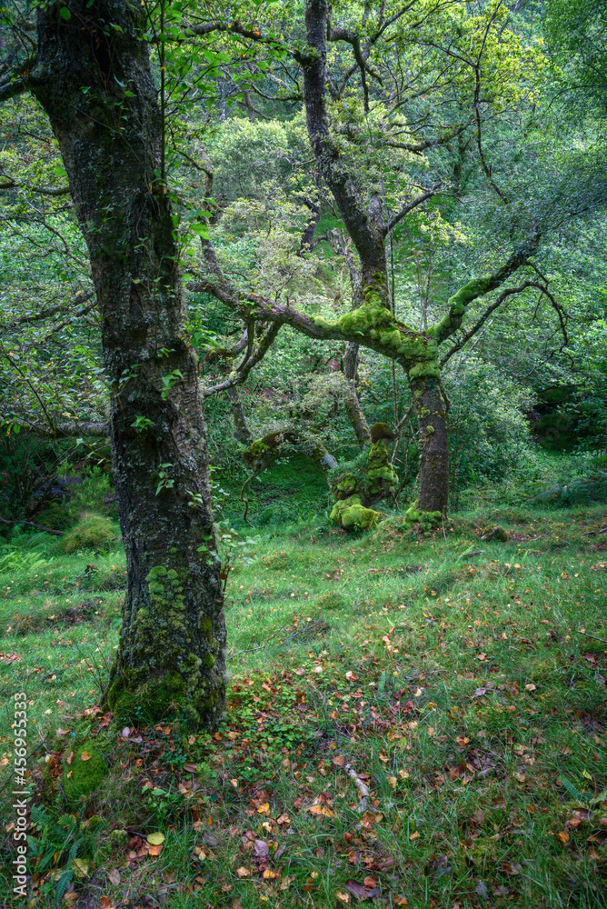 Gnarled mossy oaks in a forest amongst the mist