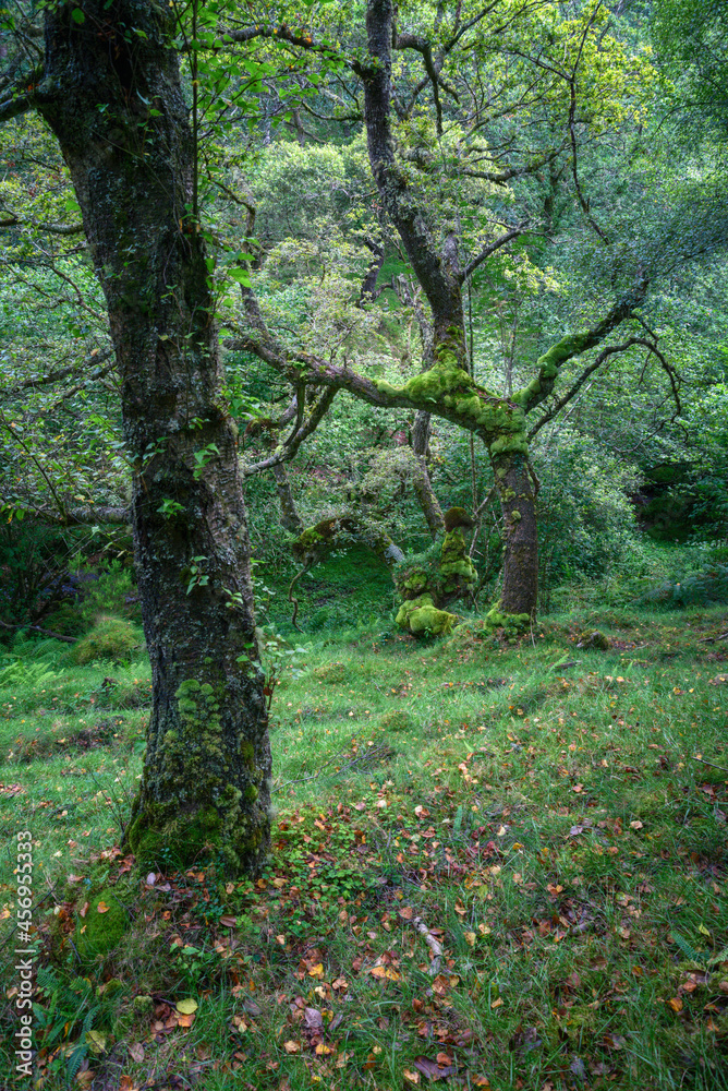 Gnarled mossy oaks in a forest amongst the mist Gnarled mossy oaks in a forest amongst the mist