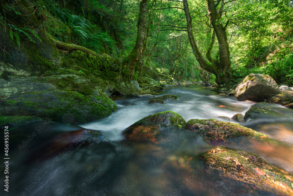 Powerful trees and moss covered walls on the bank of a river Powerful trees and moss covered walls on the bank of a river