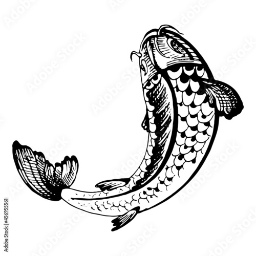 Koi carps. Vintage vector hatching black monochrome illustration. Isolated on white