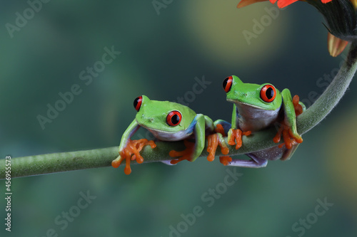 Two Red-eyed tree frog sitting on branch, red-eyed tree frog (Agalychnis callidryas) closeup
