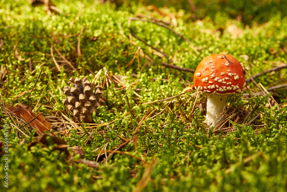 Amanita muscaria, fly agaric, fly amanita, mushroom, poisonous mushroom, mushroom in the forest Amanita muscaria, fly agaric, fly amanita, mushroom, poisonous mushroom, mushroom in the forest