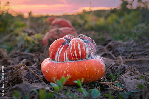 Close-up of a field pumpkin in the backlight on a field in the Rheingau / Germany