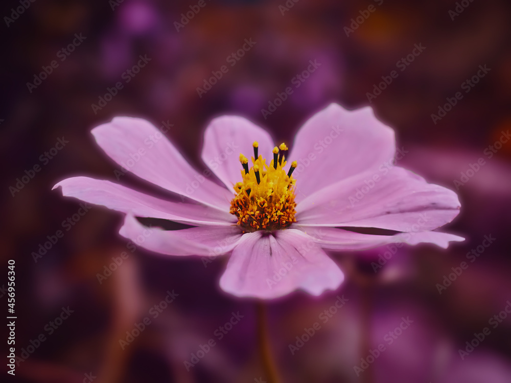 Fototapeta premium flower macro