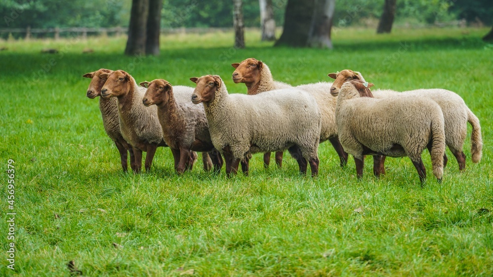 Fototapeta premium sheep in the field