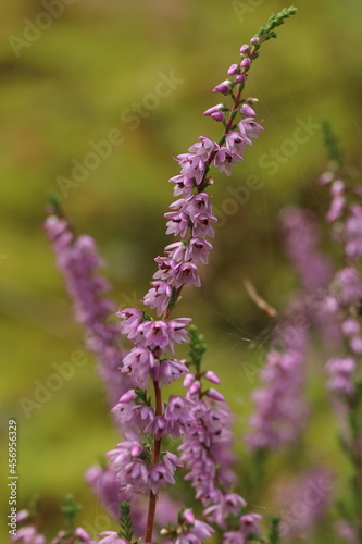 Calluna vulgaris, detail of a purple heather flower on the edge of the forest