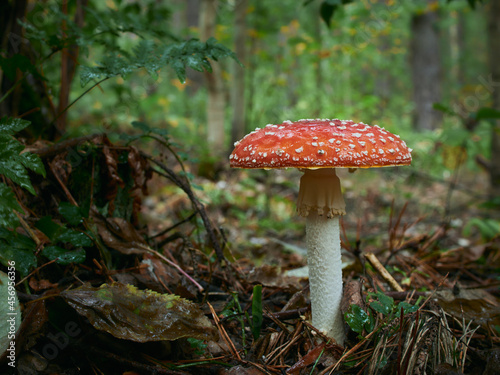 red fly agaric