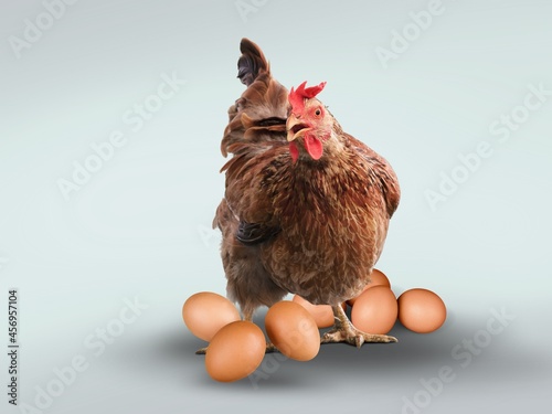 Brown chicken or hen with collection of fresh eggs