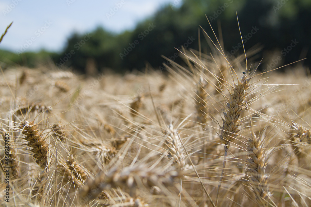Fototapeta premium żyto 4