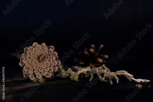 Fir cones and dried wormwood on a black background. Beautiful objects that characterize autumn, winter and the end of summer.