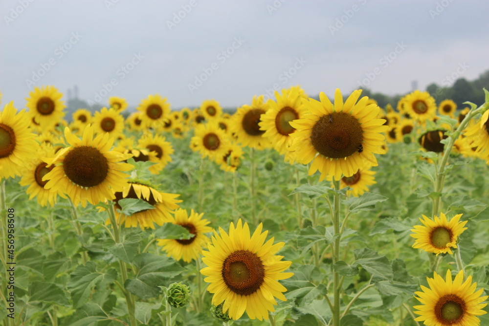Fototapeta premium Sunflower field