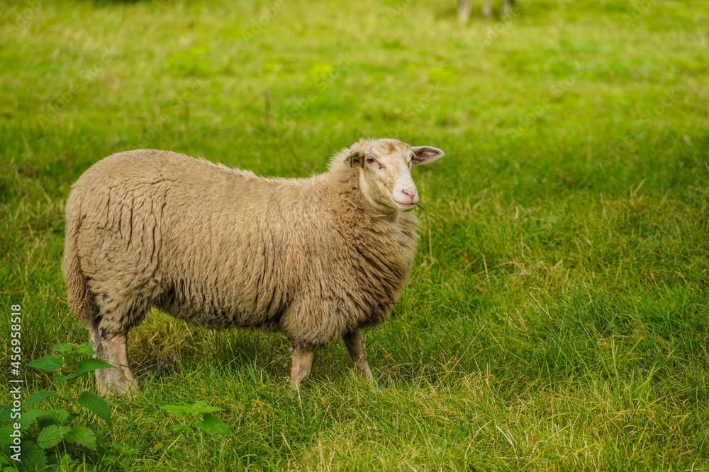 Fototapeta premium sheep in a field