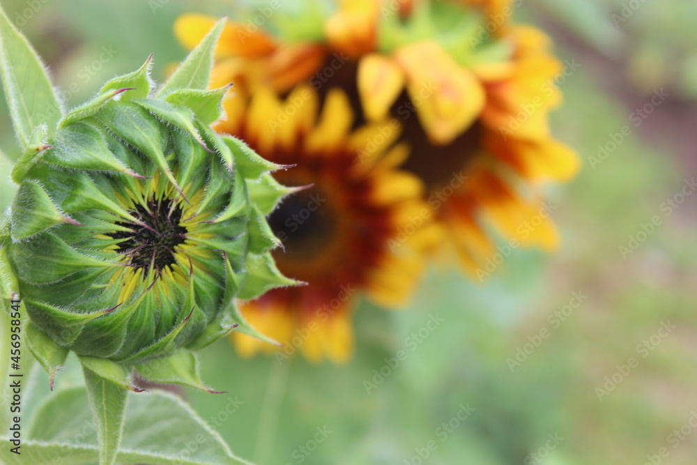 Sunflower field