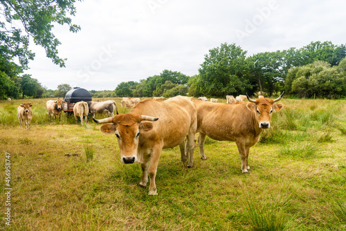 Limousin cows in Bretagne, France. A group of brown cows Aubrac graze in a meadow in the northern france region of Brittany. French landscape with brown cows. Breton Cows grazing on the field